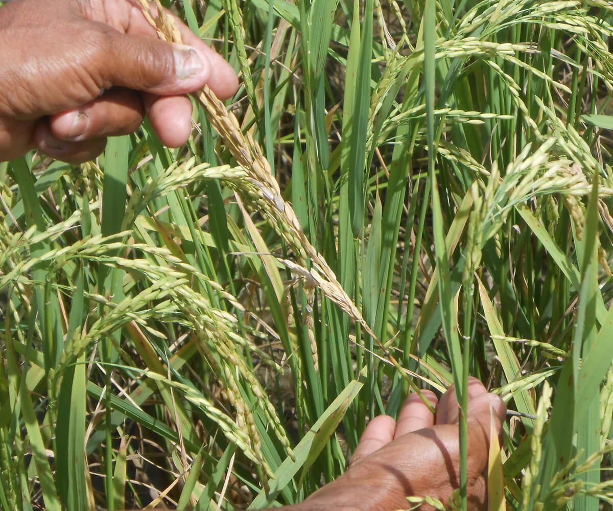 Asterindo Tillo 500SC mengendalikan busuk leher pada tanaman padi